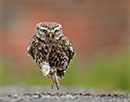 Austin Thomas - Little Owl Running
