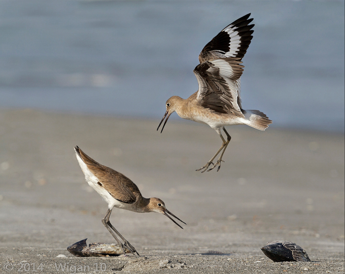 Territorial Willets - Geoff Walsh