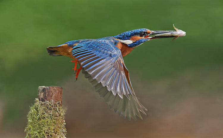 PaulMatthews - Male Kingfisher