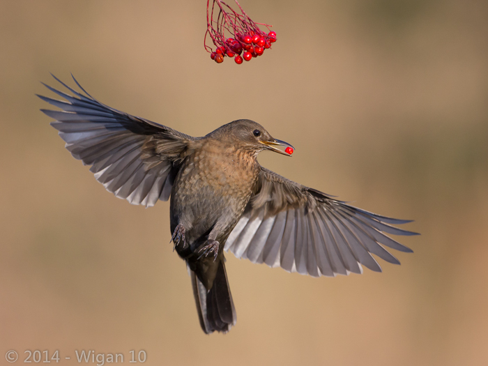 Female Blackbird Feeding - Roy Rimmer