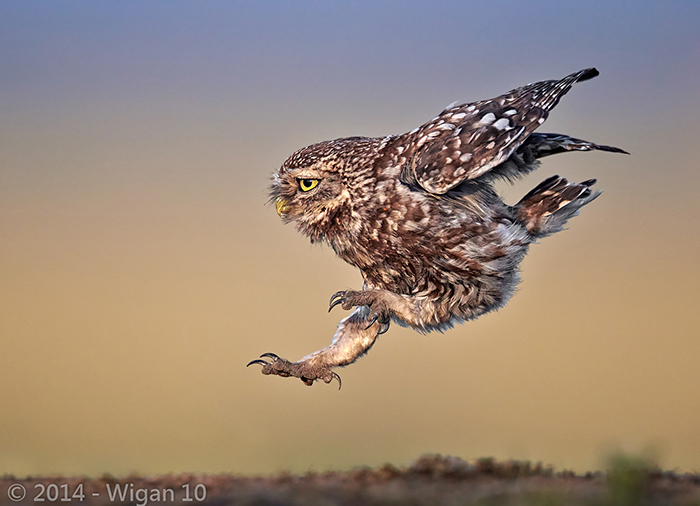 Little Owl Landing - Austin Thomas